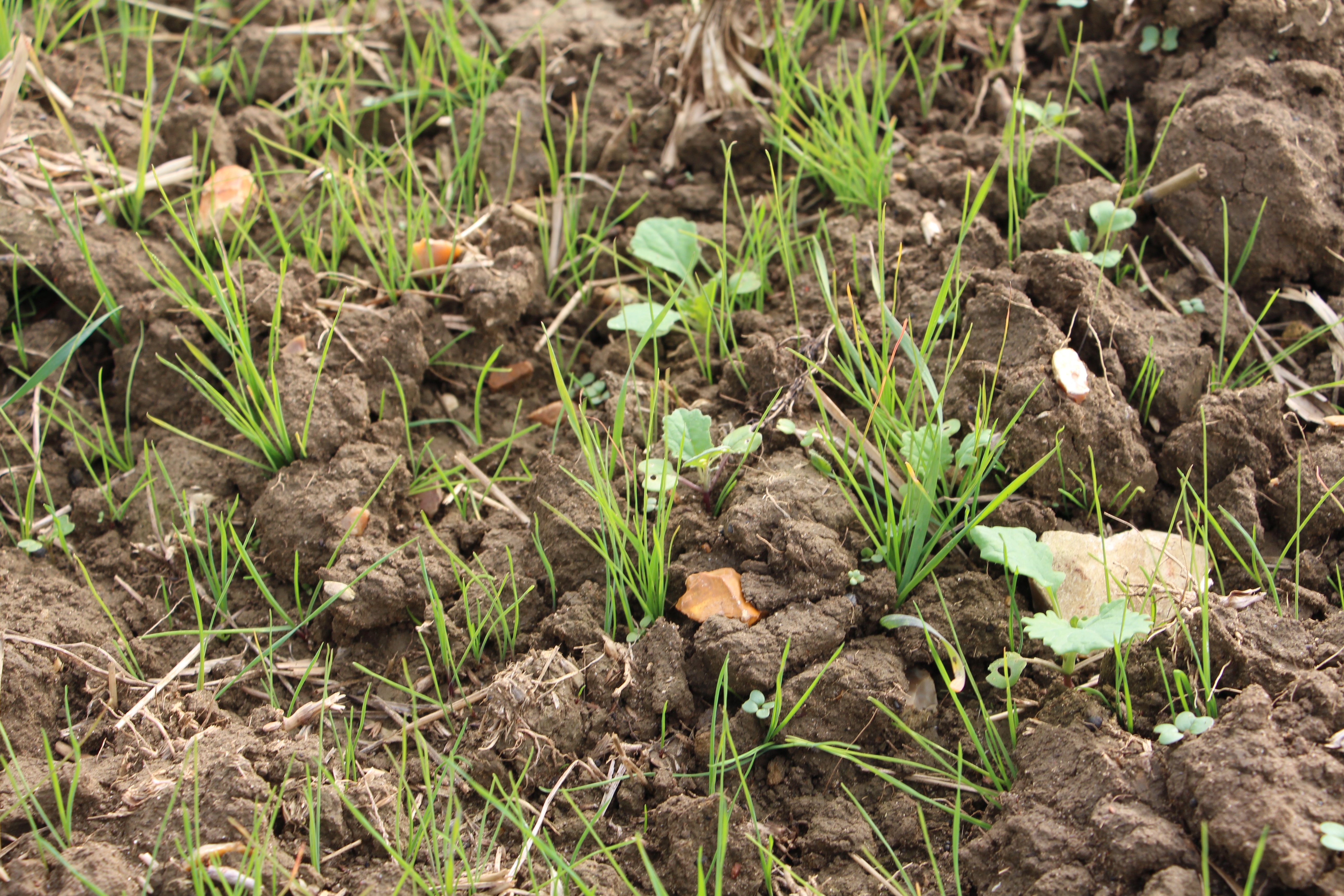 Blackgrass and OSR 